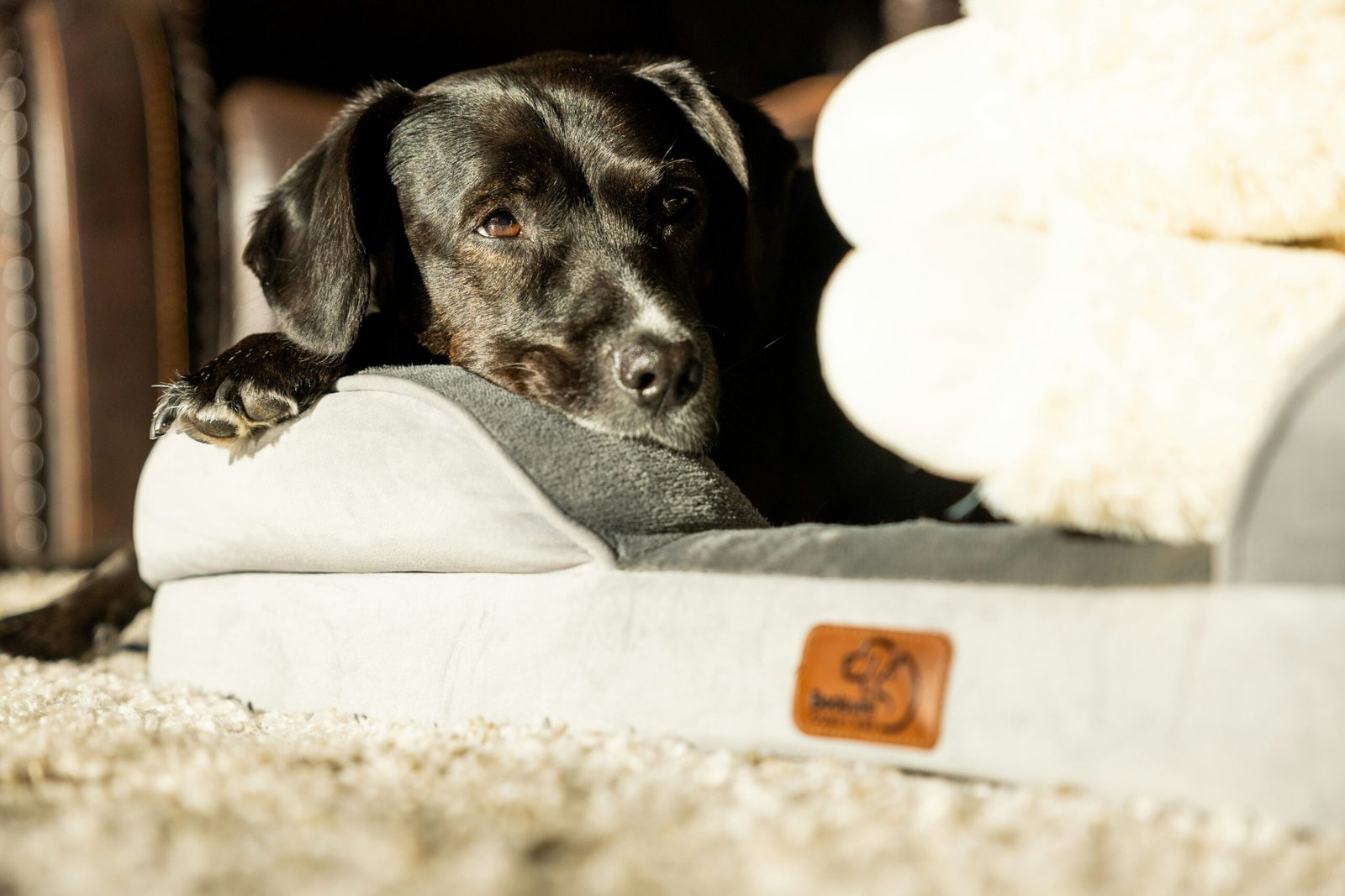 The Top 5 Best Dog Beds on Amazon in 2025